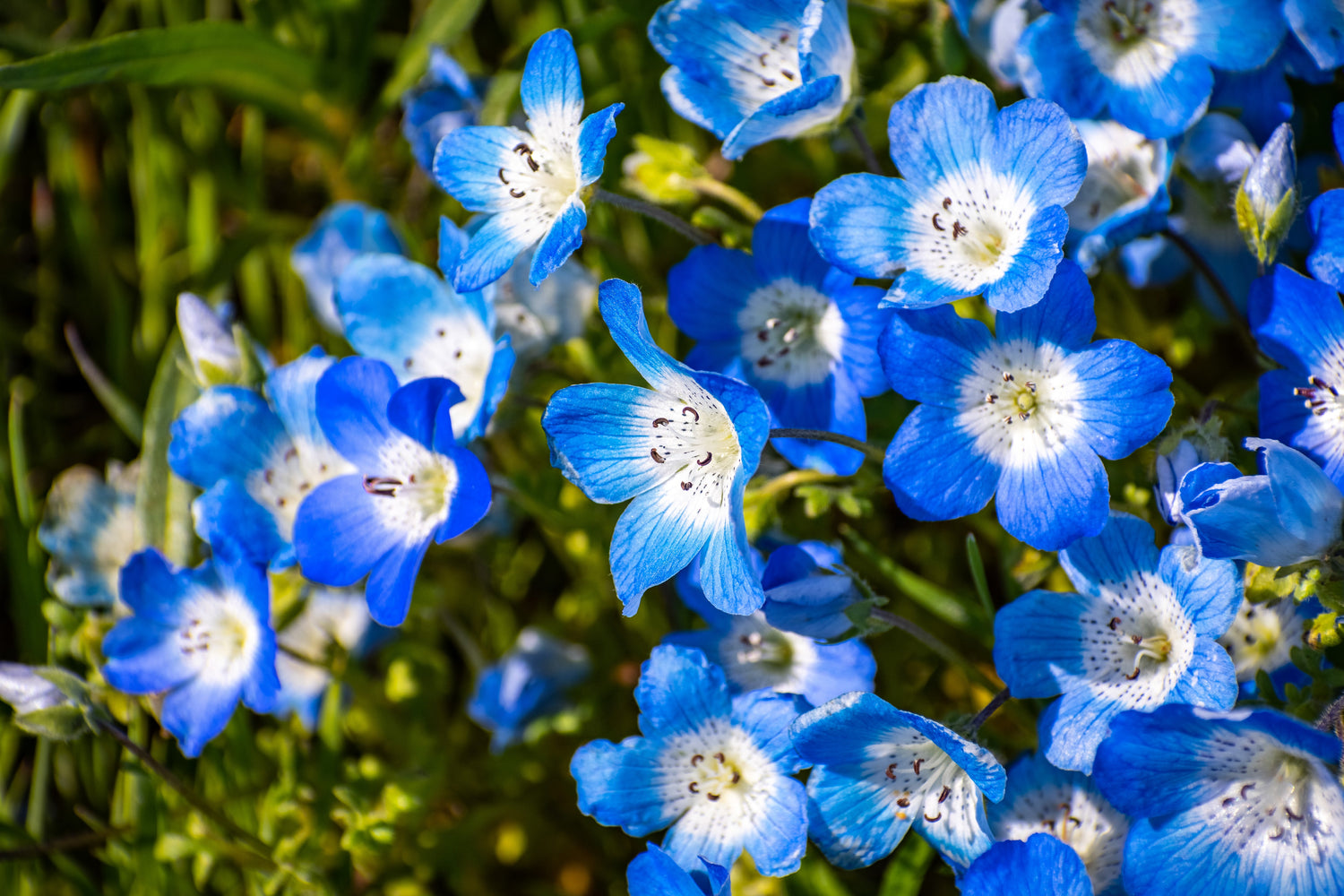 250 semillas de flor de mariposa fragante Nemophila Menziesii de ojos azules bebé