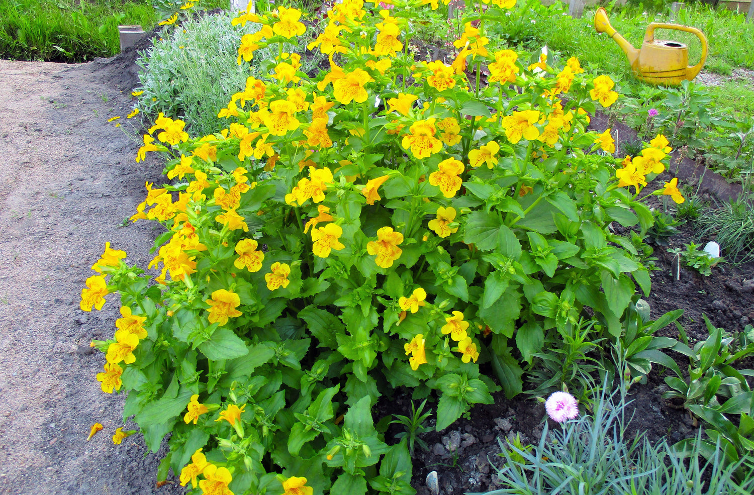250 semillas de flor de mono amarilla Mimulus Grandiflorus, flor perenne