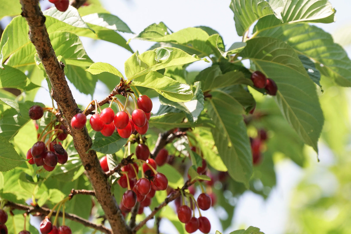 5 semillas de cerezo del Himalaya (Prunus cerasoides), flores rosas y frutos rojos.