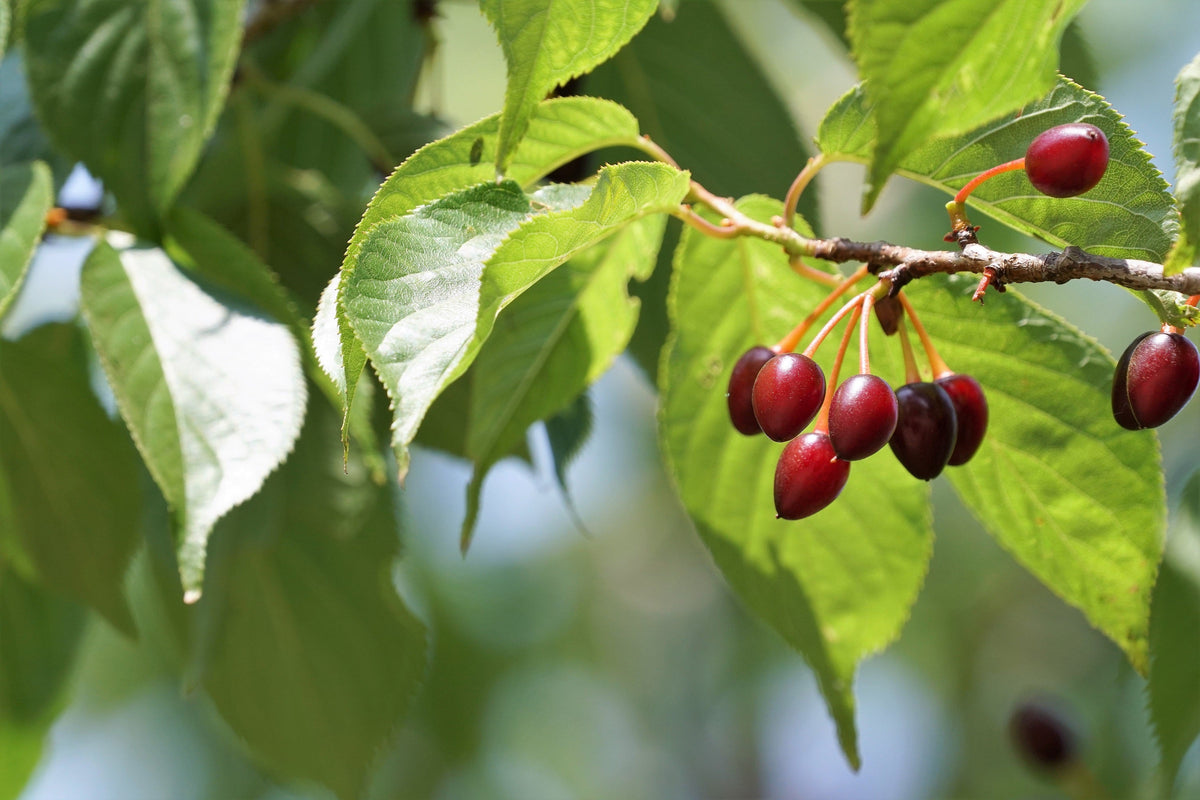 5 semillas de cerezo del Himalaya (Prunus cerasoides), flores rosas y frutos rojos.