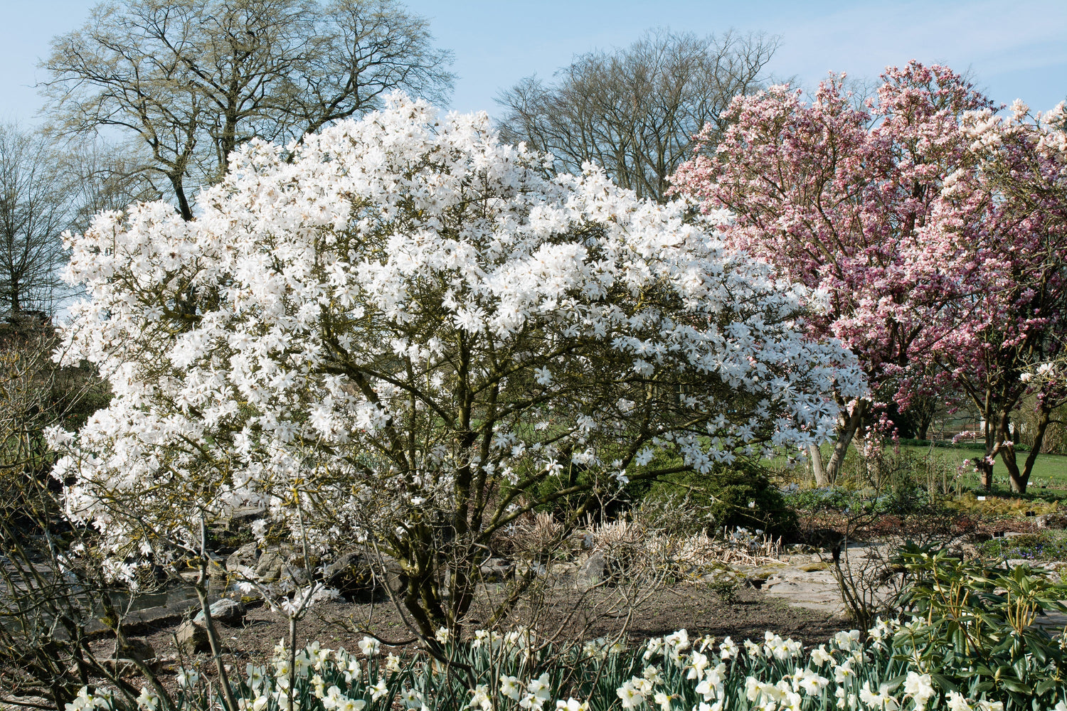 Semillas de 5 STAR MAGNOLIA Stellata - Flores grandes, fragantes, de color blanco a rosa, de 10 cm de ancho