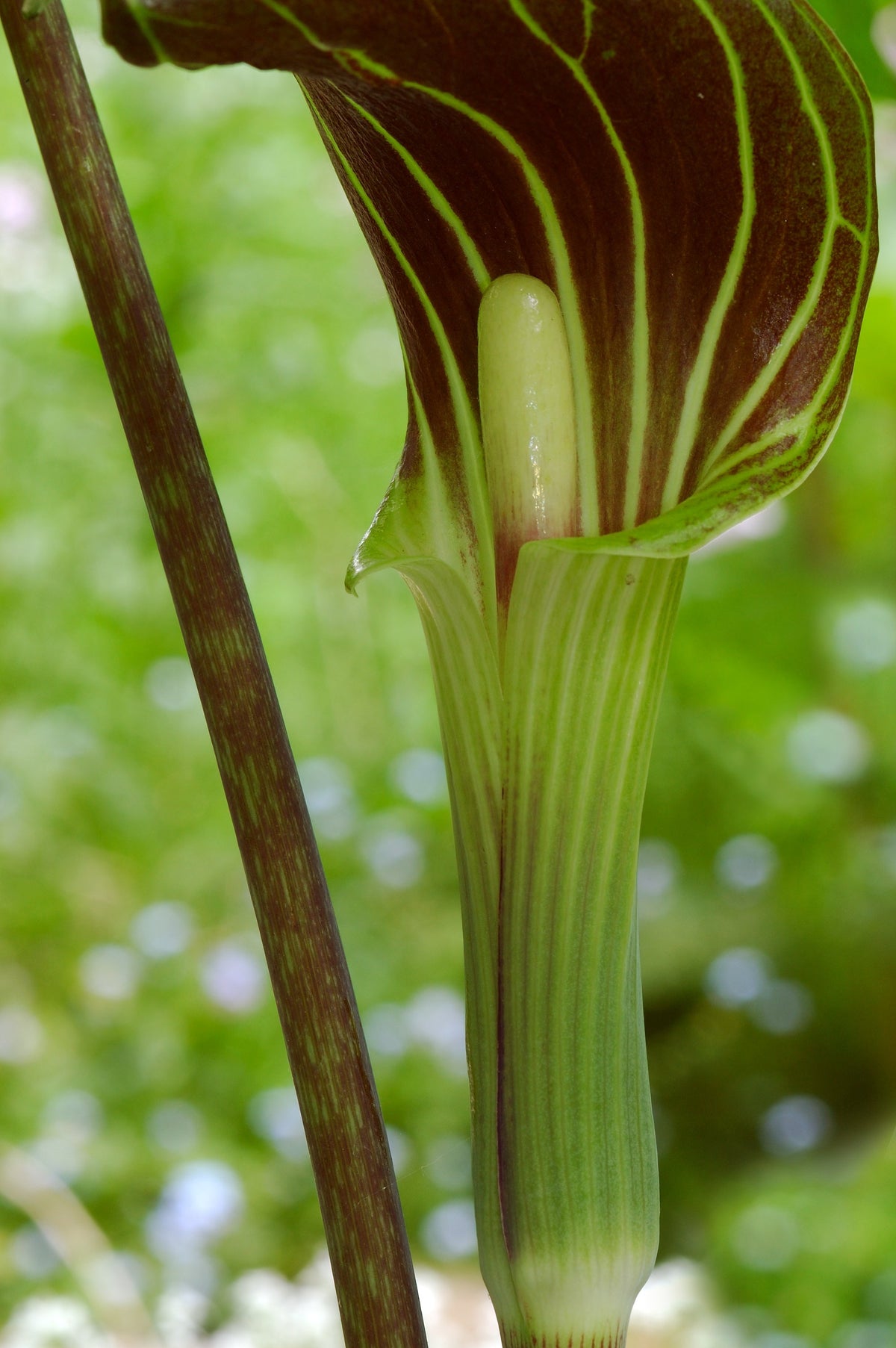 5 semillas de flores de sombra nativas de Arisaema Triphyllum de JACK IN THE PULPIT