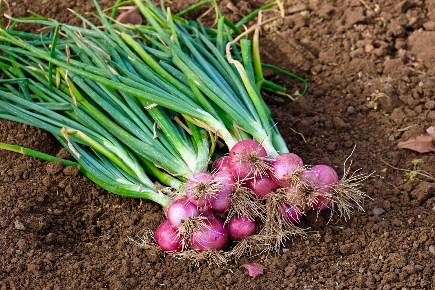 100 semillas de cebolla roja Allium Cepa de SCARLET BANDIT