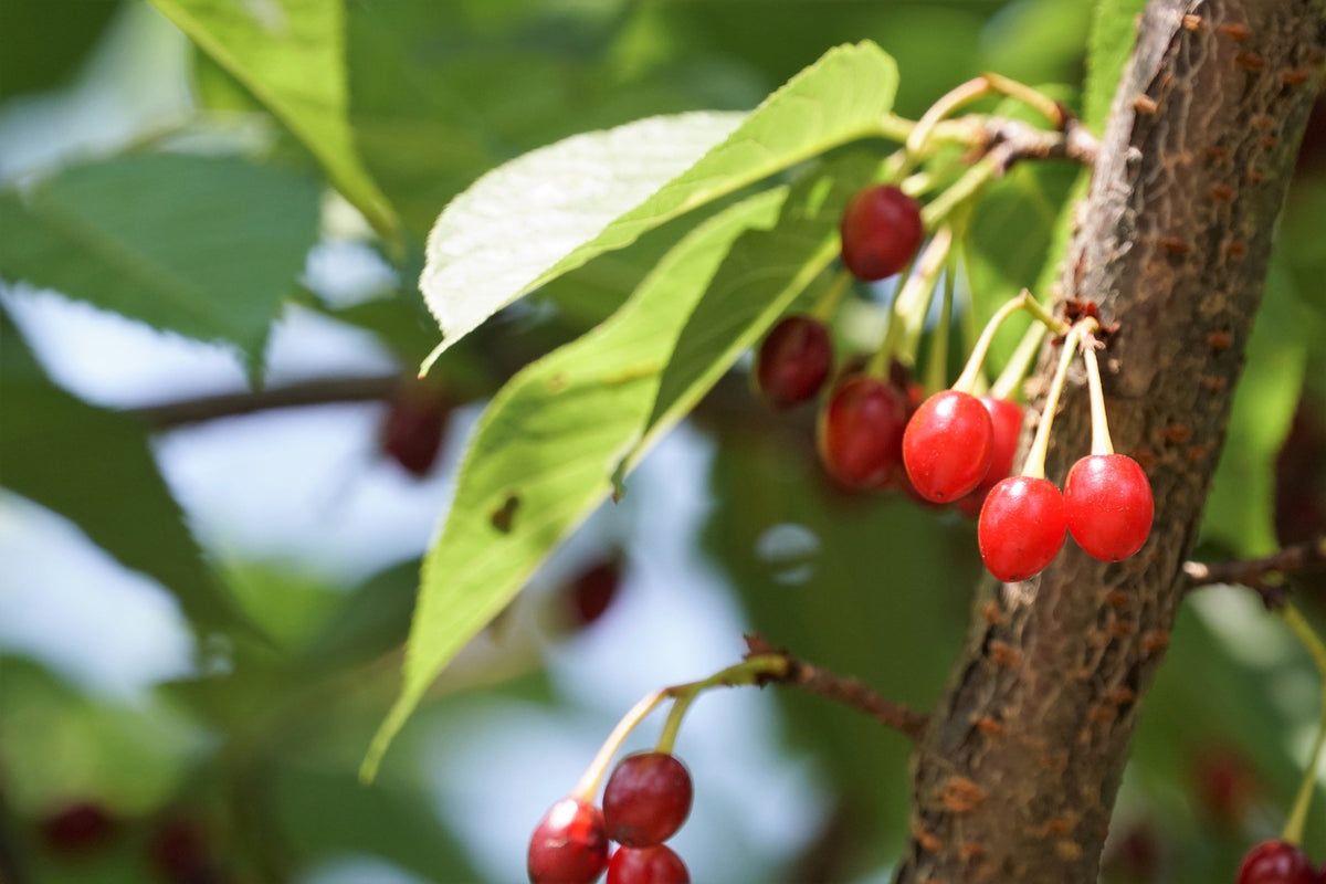 5 semillas de cerezo del Himalaya (Prunus cerasoides), flores rosas y frutos rojos.
