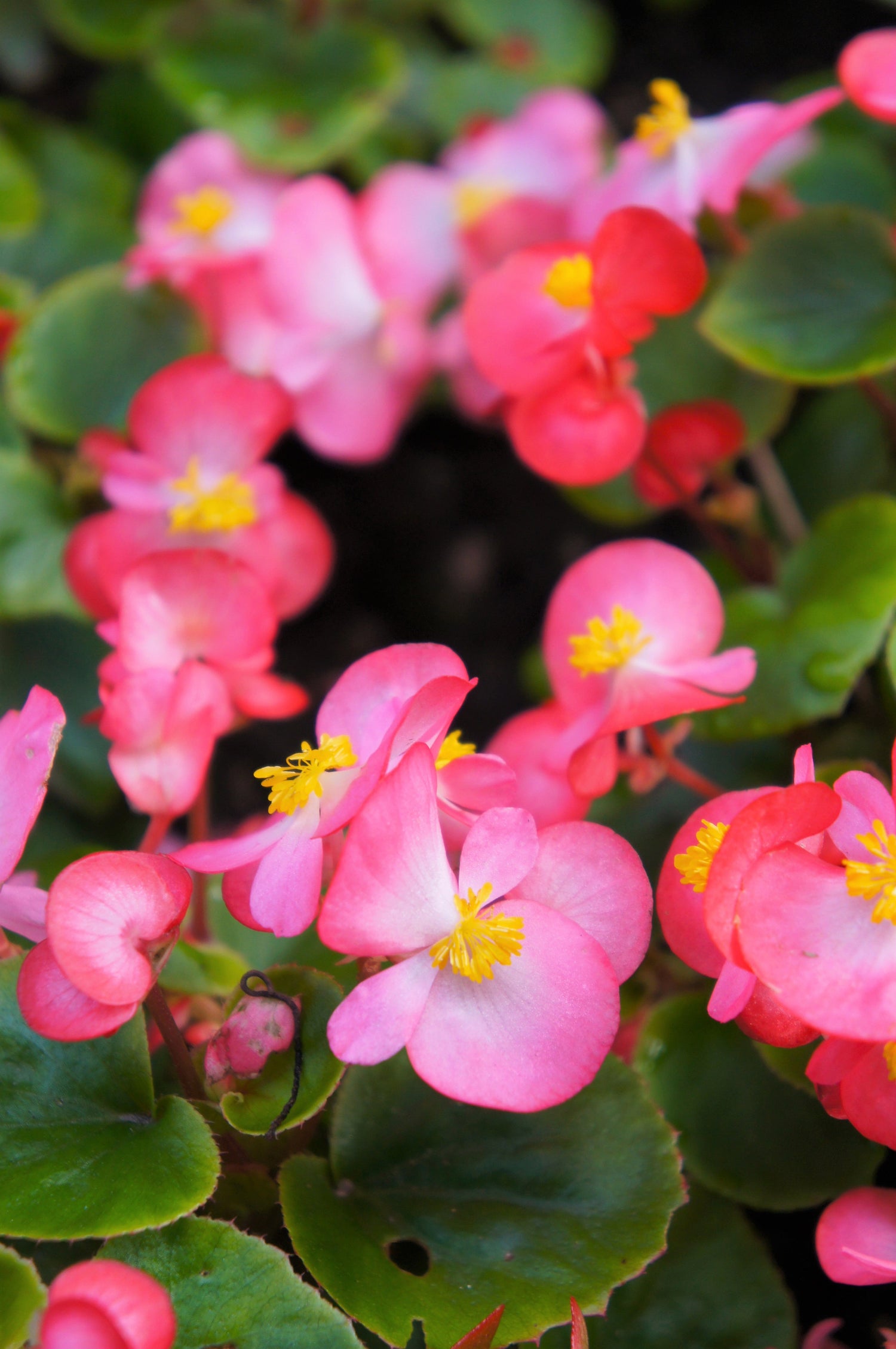 25 semillas de flor de sombra fibrosa de begonia semperflorens de cera rosa