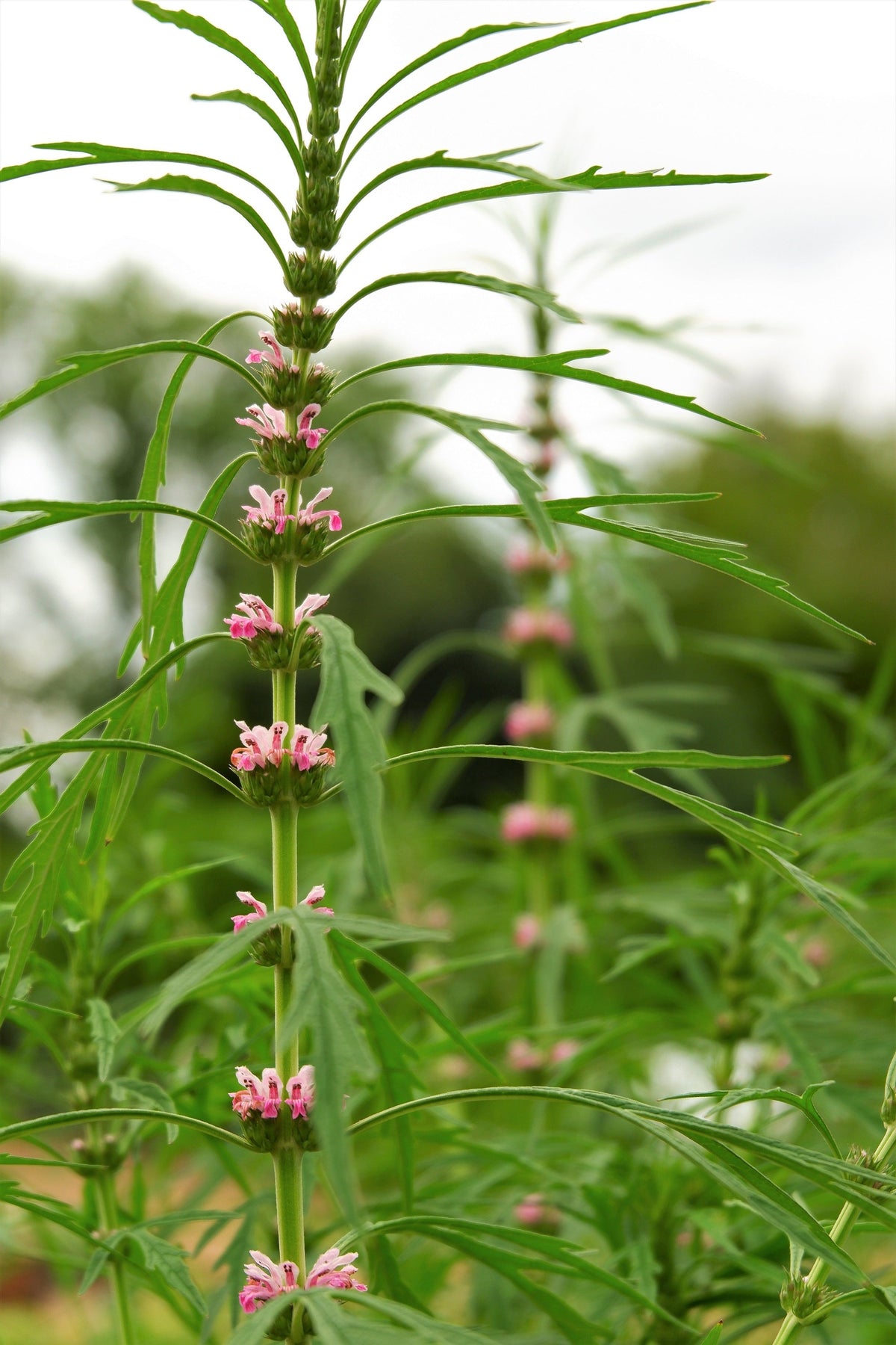 100 Pink CHINESE MOTHERWORT Leonurus Japonicus Siberian Honey Herb Flower Seeds