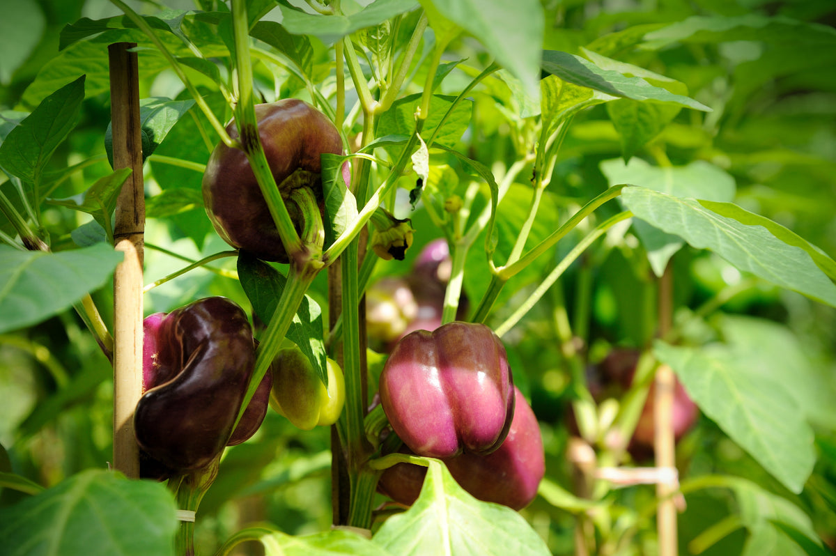 100 semillas de pimiento morrón lila Capsicum annuum, morada dulce y suave