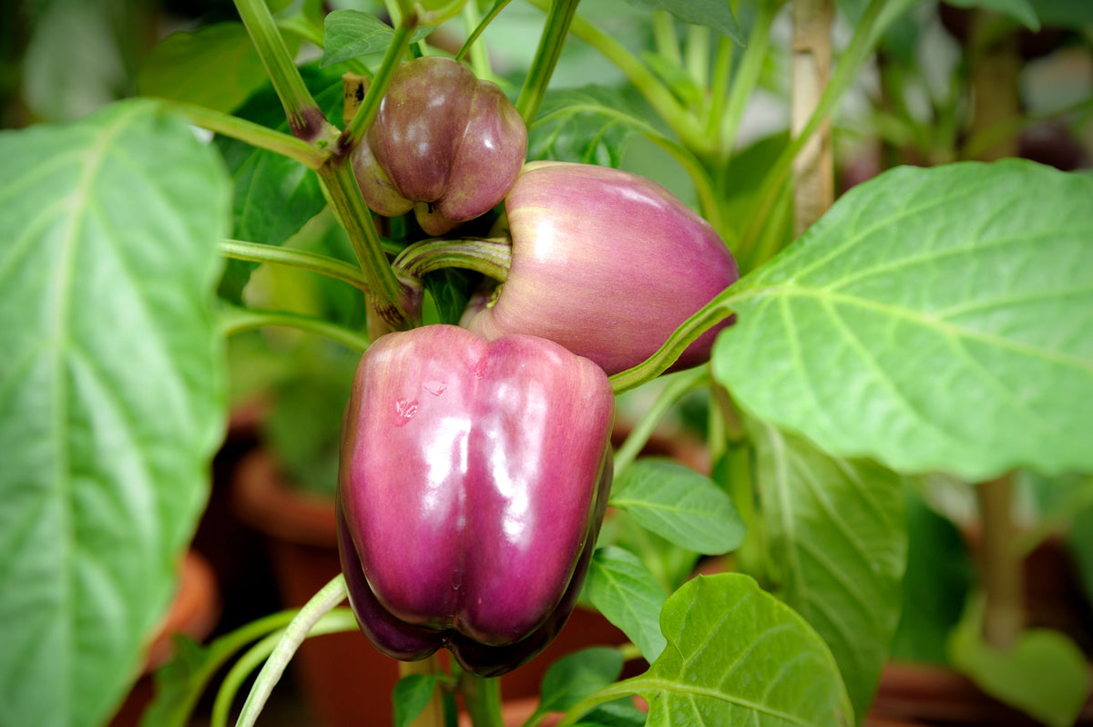100 semillas de pimiento morrón lila Capsicum annuum, morada dulce y suave