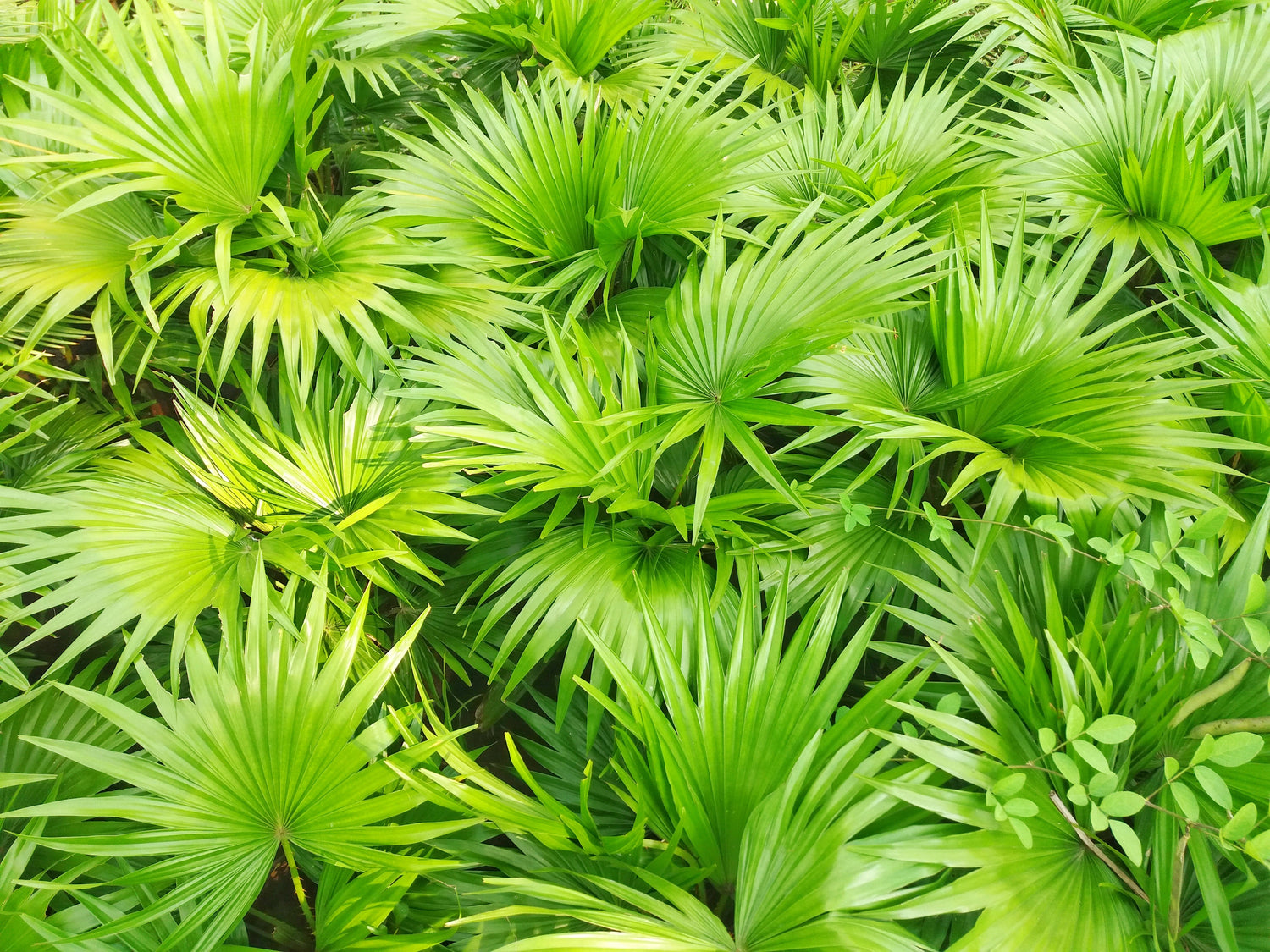 5 PALMITOS DE SIERRA VERDES Serenoa Repens Palmera enana americana Arbusto Fruto comestible Sol o sombra Semillas