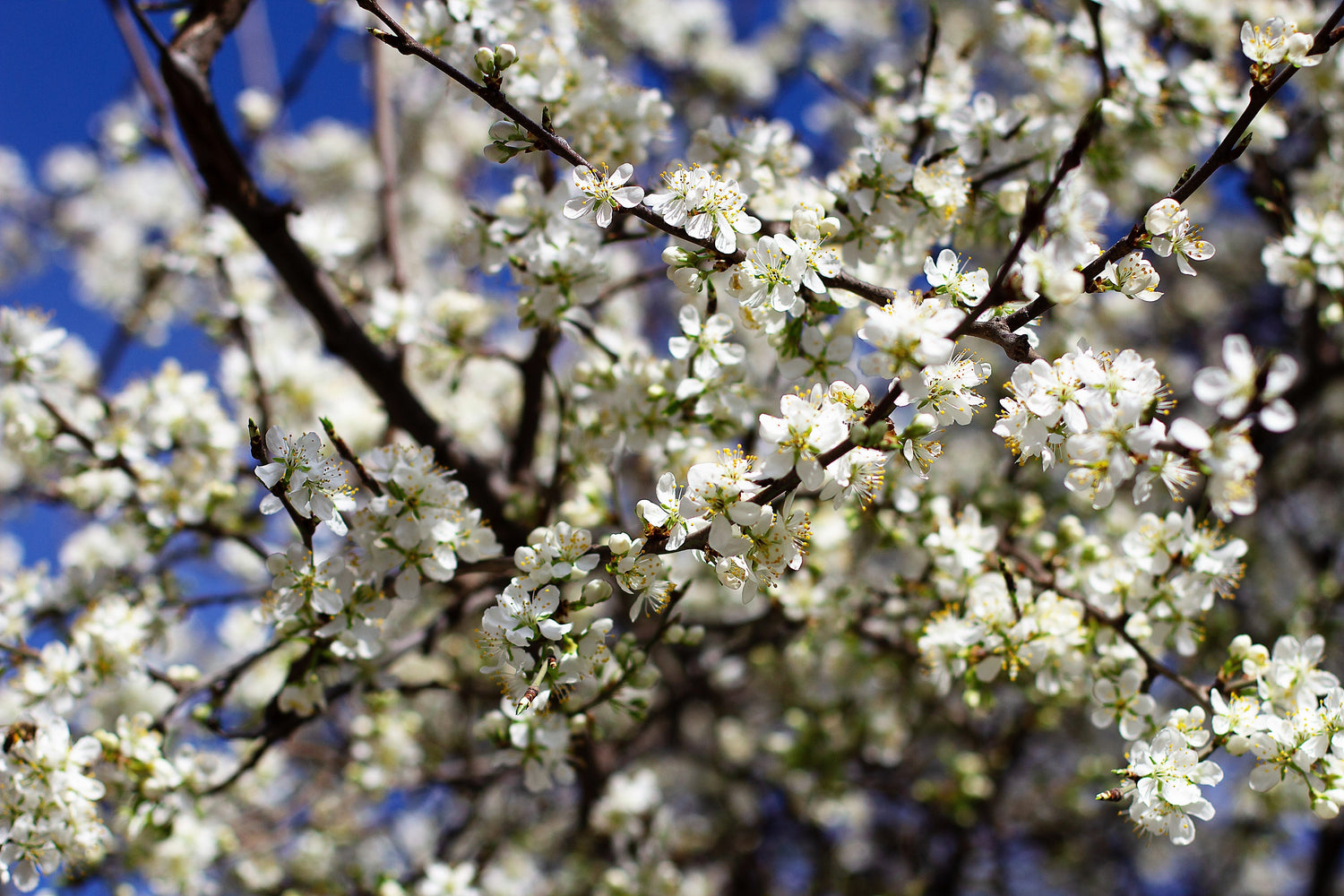5 semillas de albaricoque común, árbol frutal Prunus Armeniaca, flores blancas y rosadas