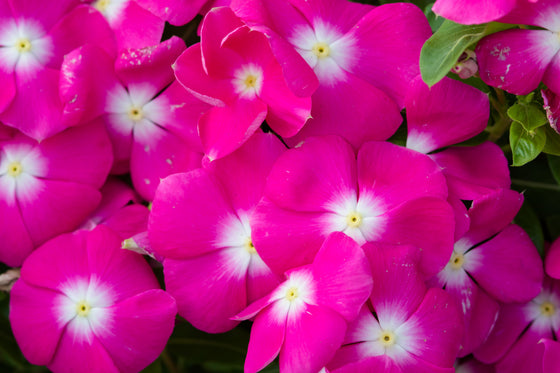100 semillas de flores de vincapervinca rosada enana