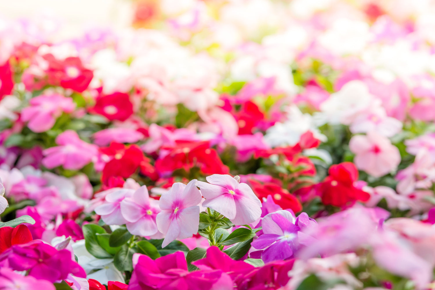 100 semillas de flores de vincapervinca enana (vinca rosea)