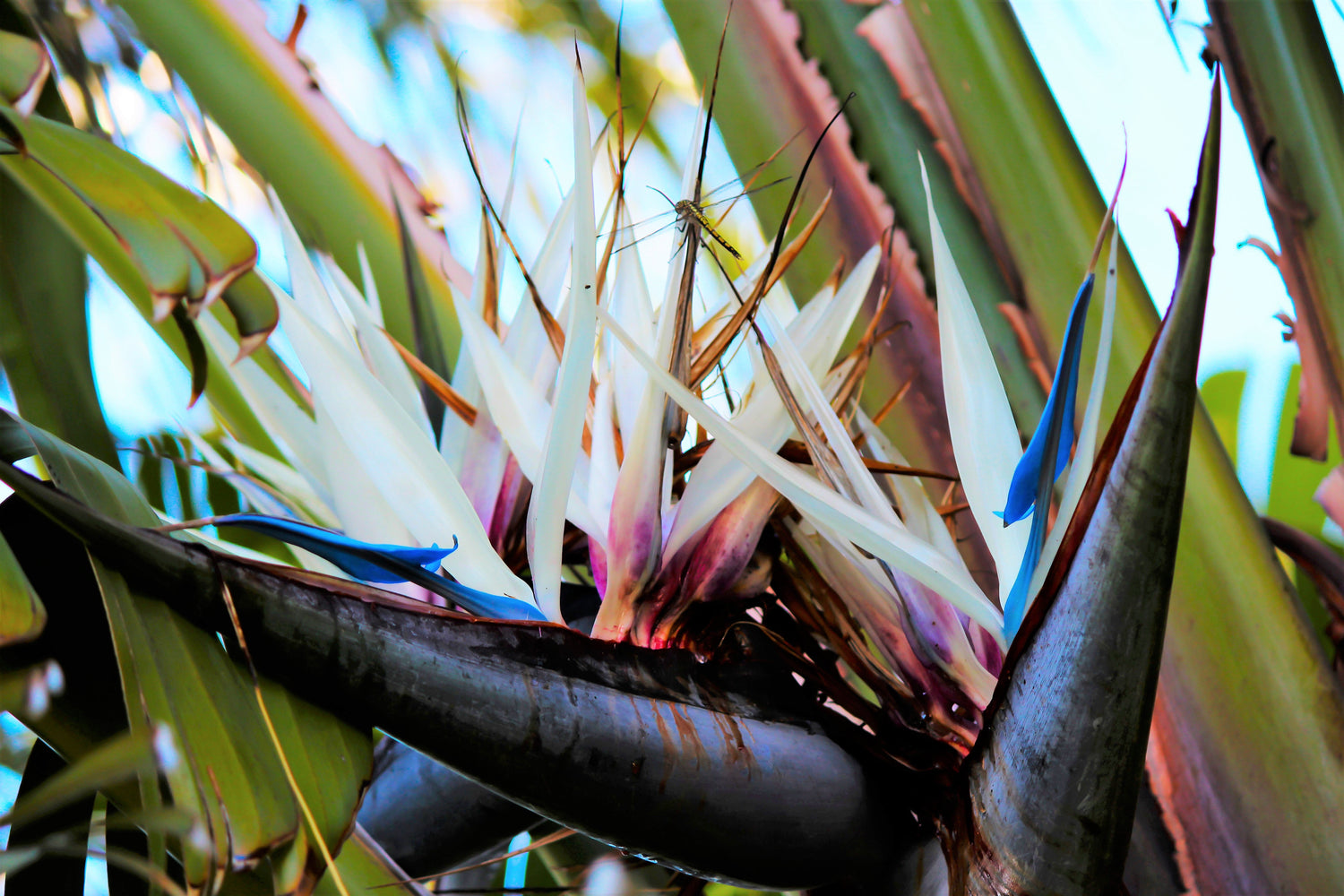 5 semillas de AVE DEL PARAÍSO GIGANTE, árbol Strelitzia Nicolai, plátano silvestre, grulla blanca, flor azul púrpura, planta de interior