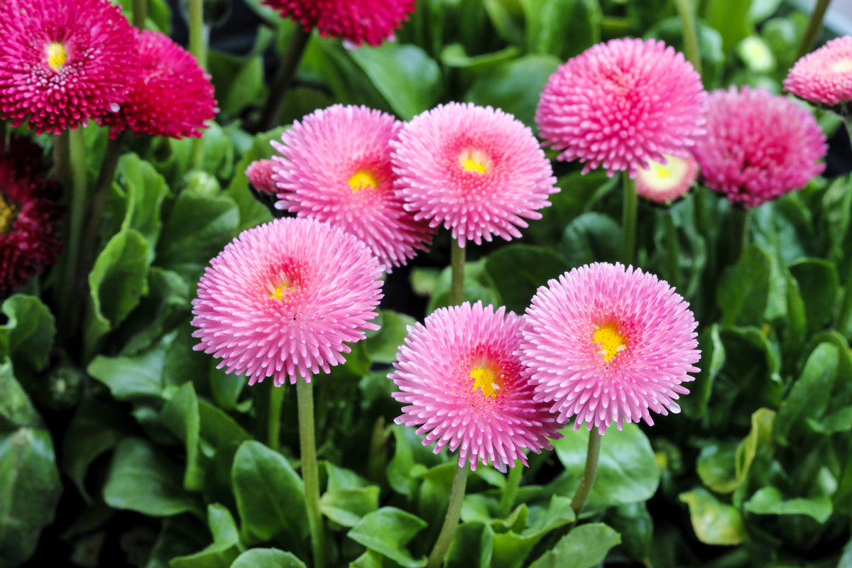 100 semillas de margarita inglesa rosa Bellis Perennis Tasso, flores dobles rosas