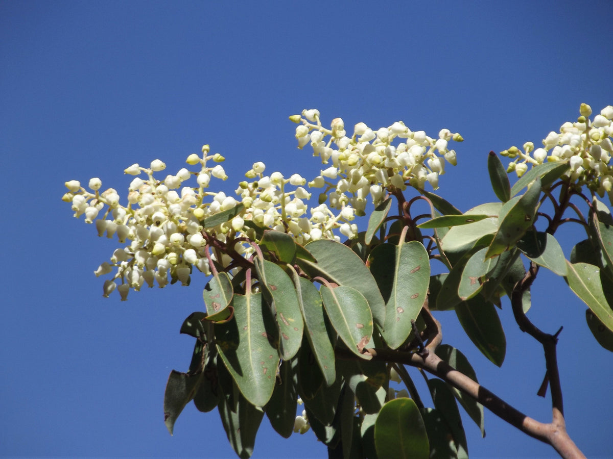 10 semillas de madroño del Pacífico, gayuba, arbutus menziesii rojo, laurel de Oregón