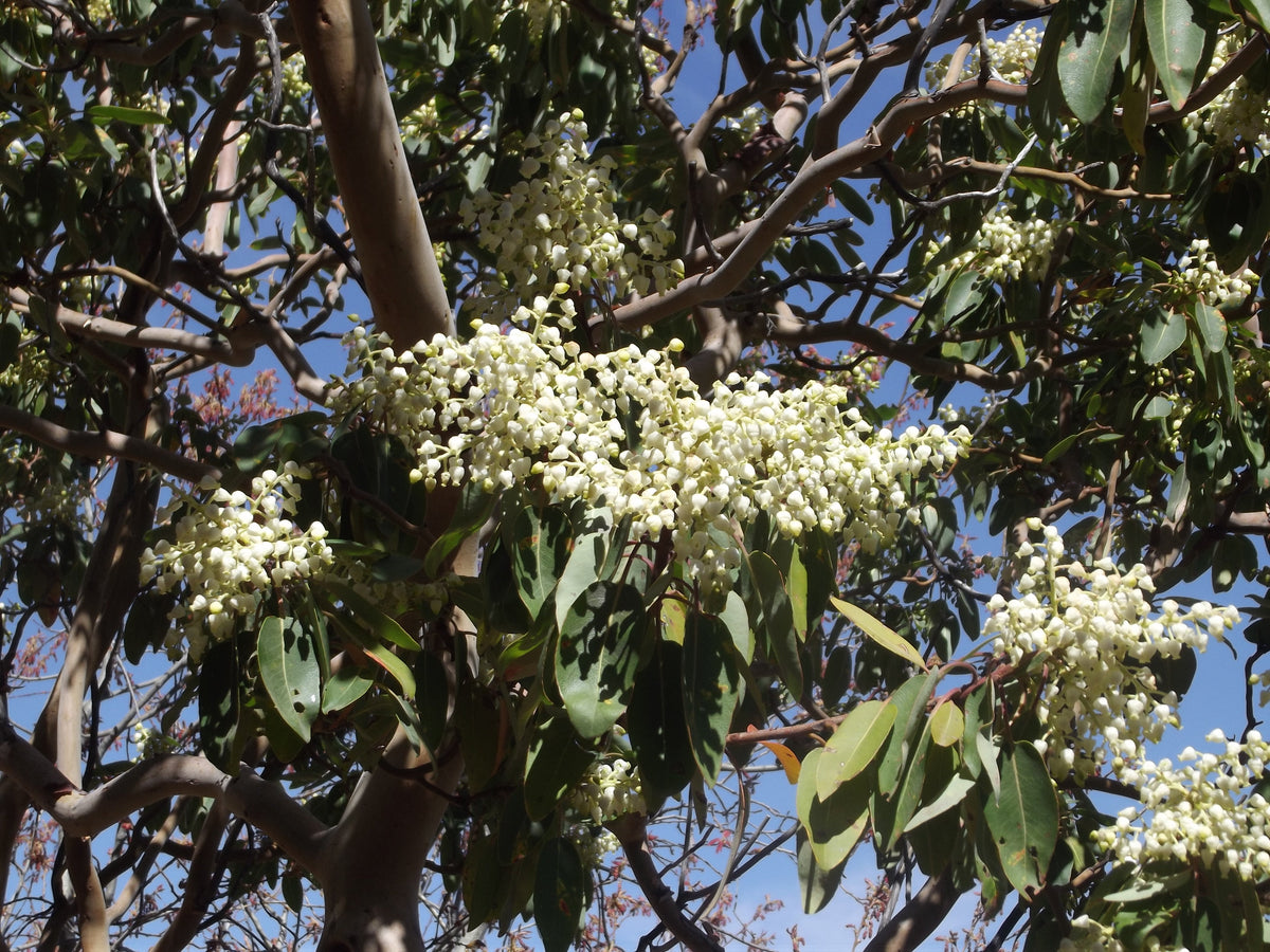 10 semillas de madroño del Pacífico, gayuba, arbutus menziesii rojo, laurel de Oregón
