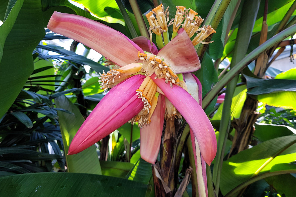 5 semillas de plátano rosa enano, Musa velutina, árbol frutal con flores