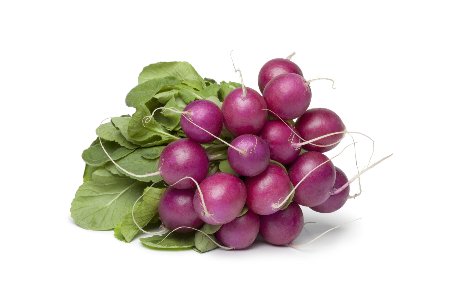 300 semillas de rábano ciruela morado Raphanus sativus, raíz de pulpa blanca
