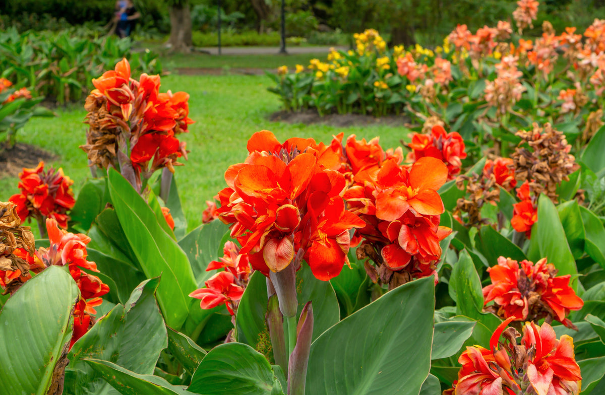 5 semillas de flores de Canna Indica, arrurruz indio, lirio de canna naranja