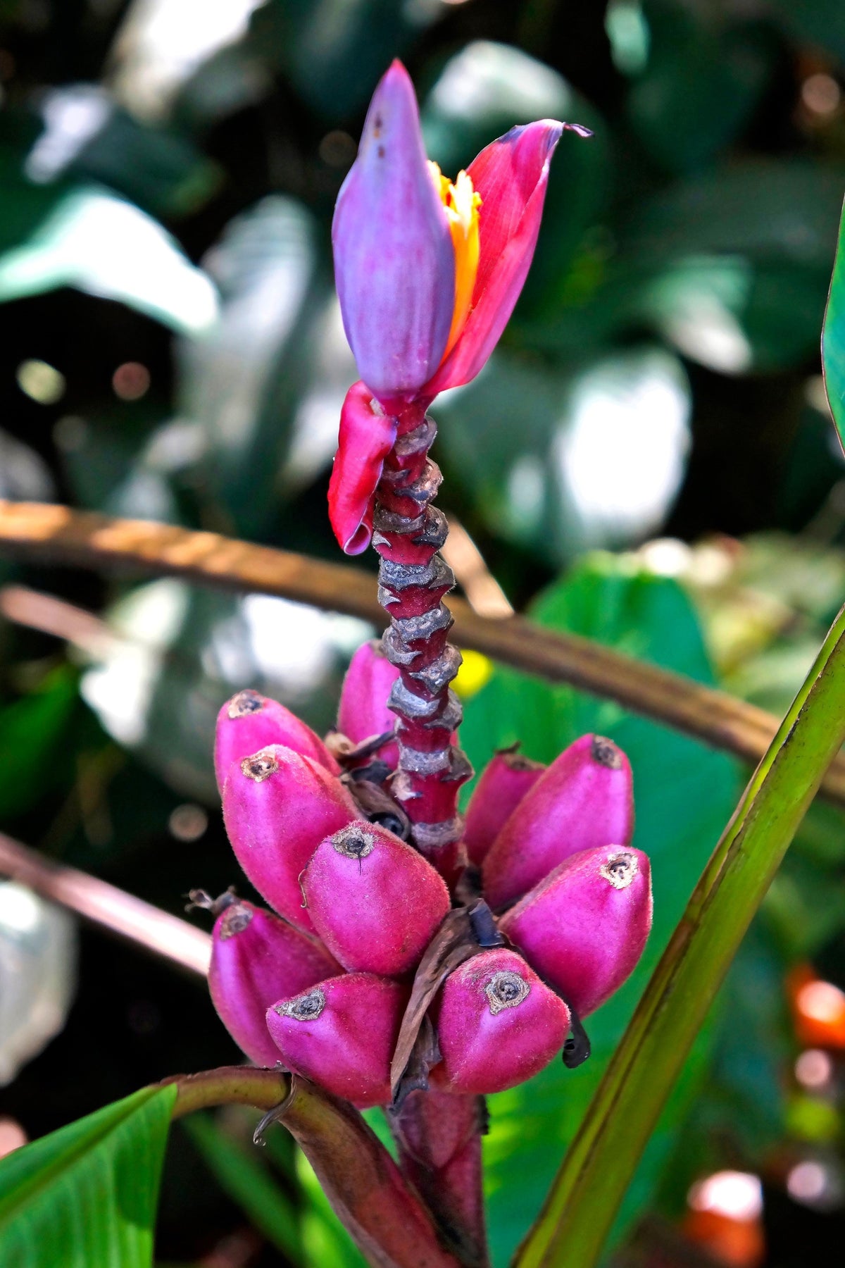 5 semillas de plátano rosa enano, Musa velutina, árbol frutal con flores