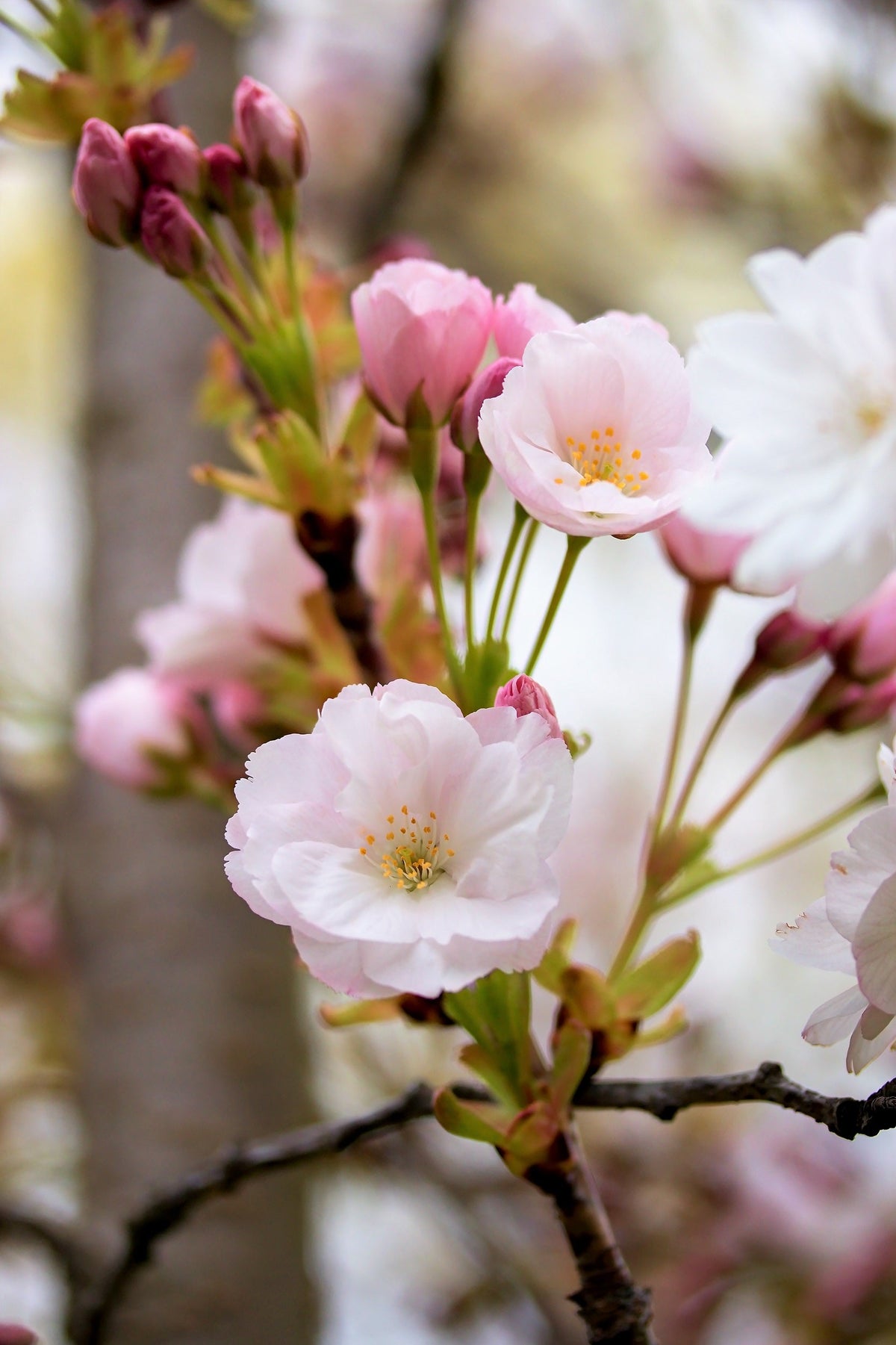 10 semillas de cerezo japonés de montaña (Prunus serrulata spontanea), árbol frutal rojo con flores rosas y blancas