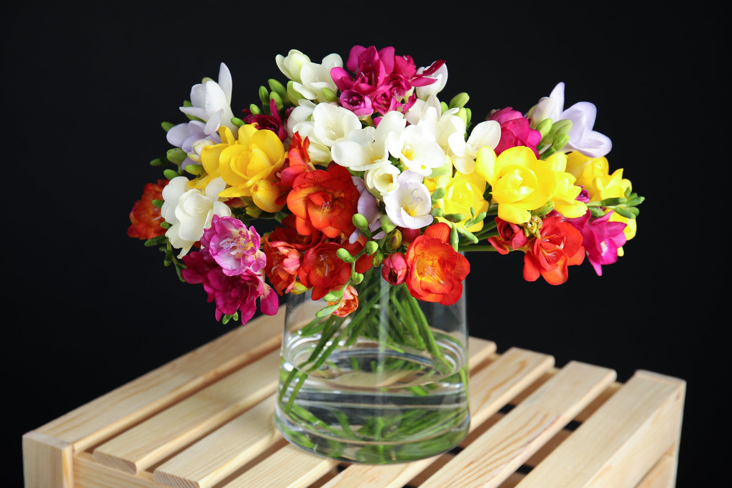 5 semillas de flores ROYAL CHAMPION Mix FREESIA de colores variados rosa, azul, morado, amarillo, rojo y naranja