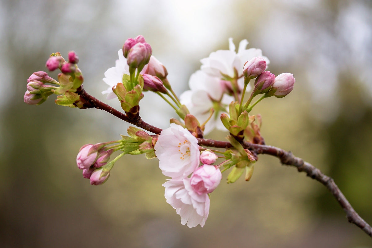 10 semillas de cerezo japonés de montaña (Prunus serrulata spontanea), árbol frutal rojo con flores rosas y blancas