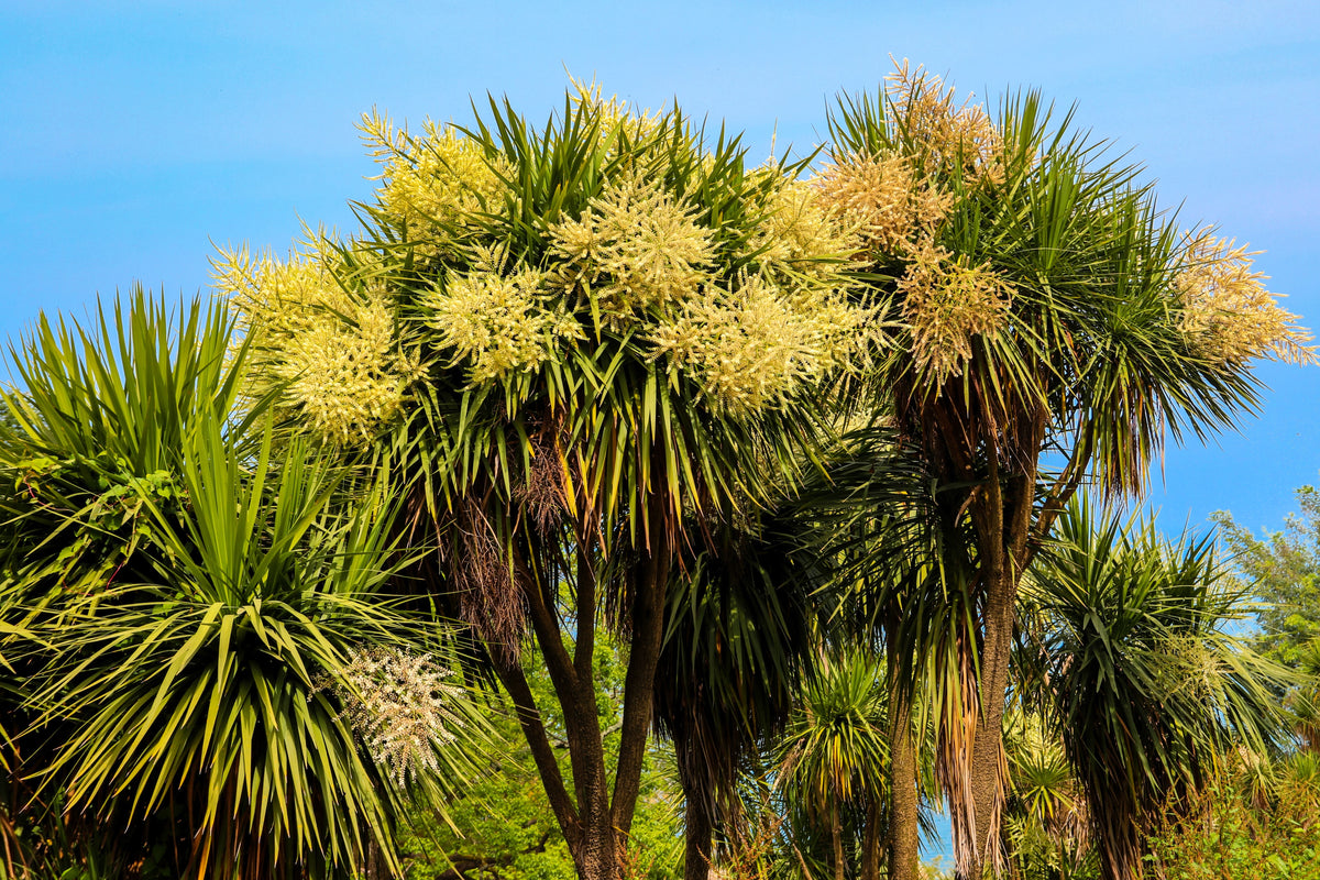 50 semillas de palmera col / dracaena australis gigante, árbol cordyline, planta de interior