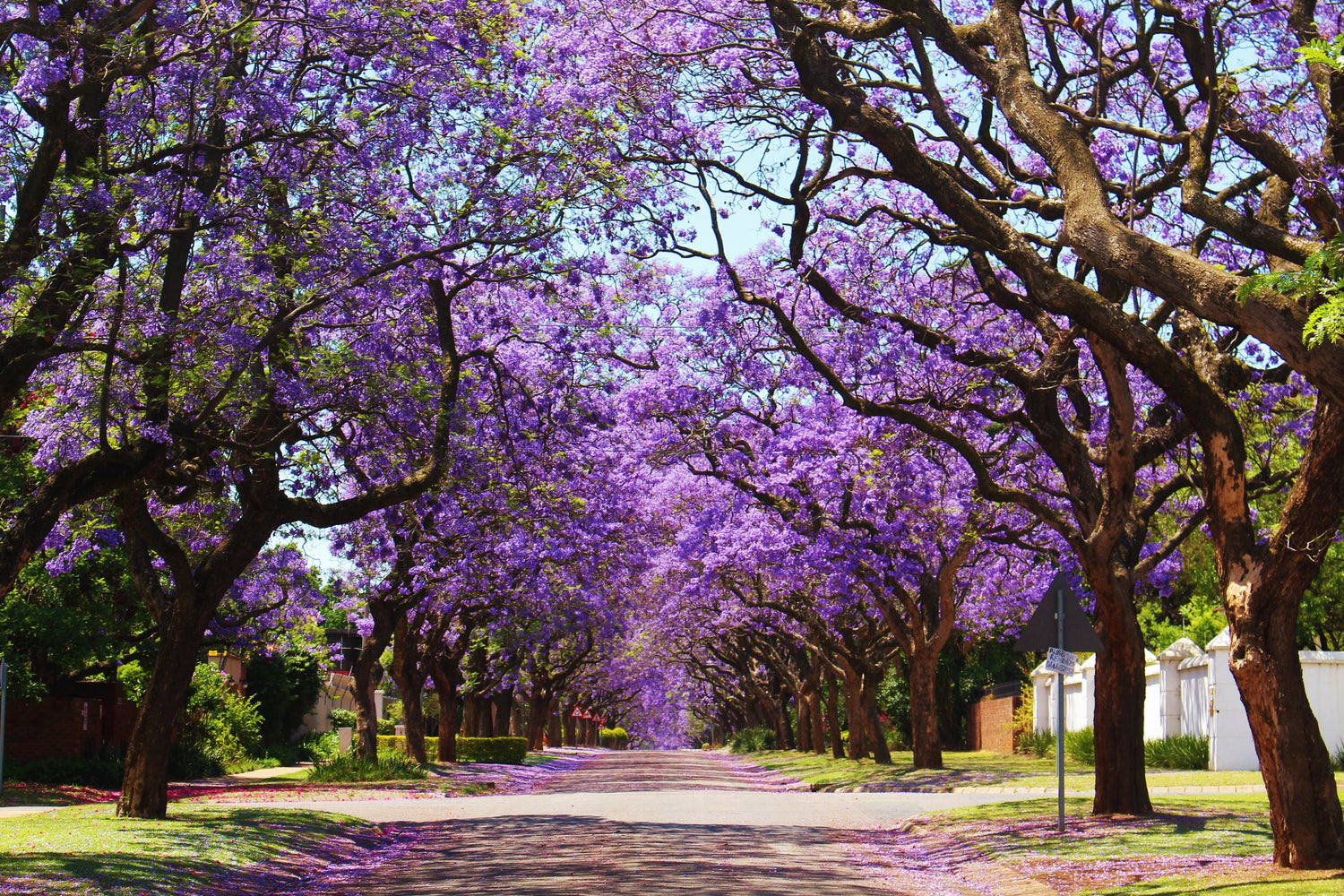 25 semillas de Jacaranda Mimosifolia (árbol de jacaranda azul, árbol de helecho, palo de rosa brasileño, ébano verde)
