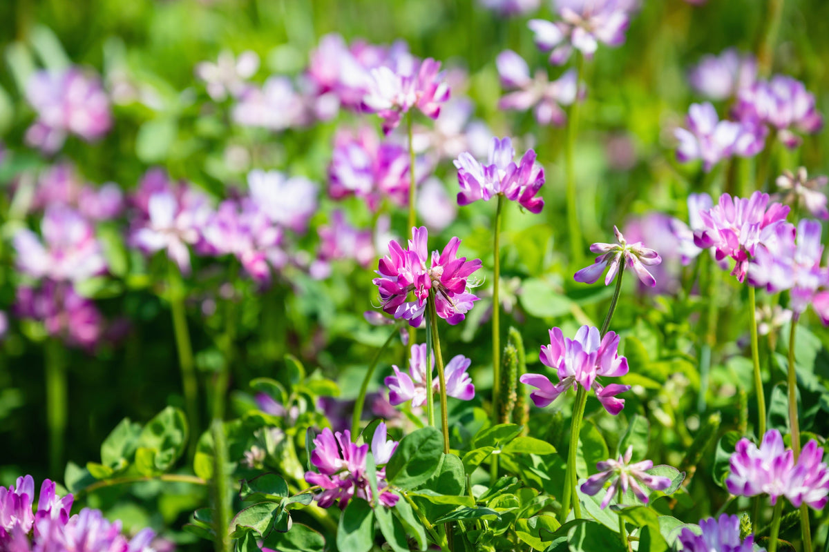 50 semillas de leguminosas de cobertura del suelo de Astragalus sinicus, flor rosa y morada