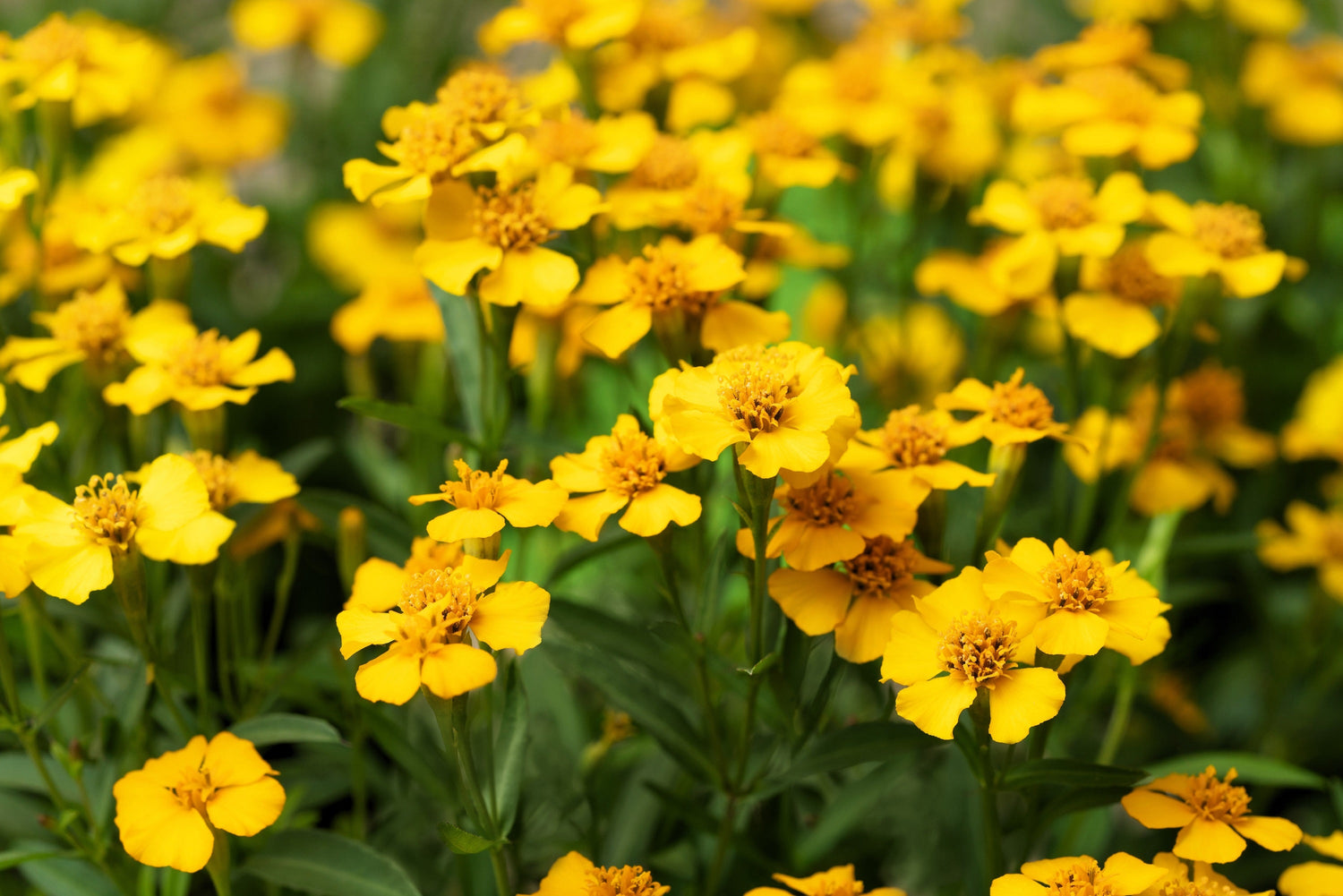 300 semillas de hierba de flor de CALÉNDULA de Menta MEXICANA Estragón Español Tagetes Lucida