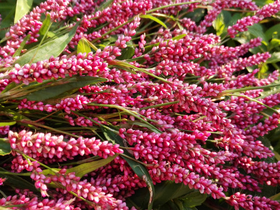 100 PINKWEED Smartweed Pink Knotweed Polygonum Wetland Flower Herb Seeds