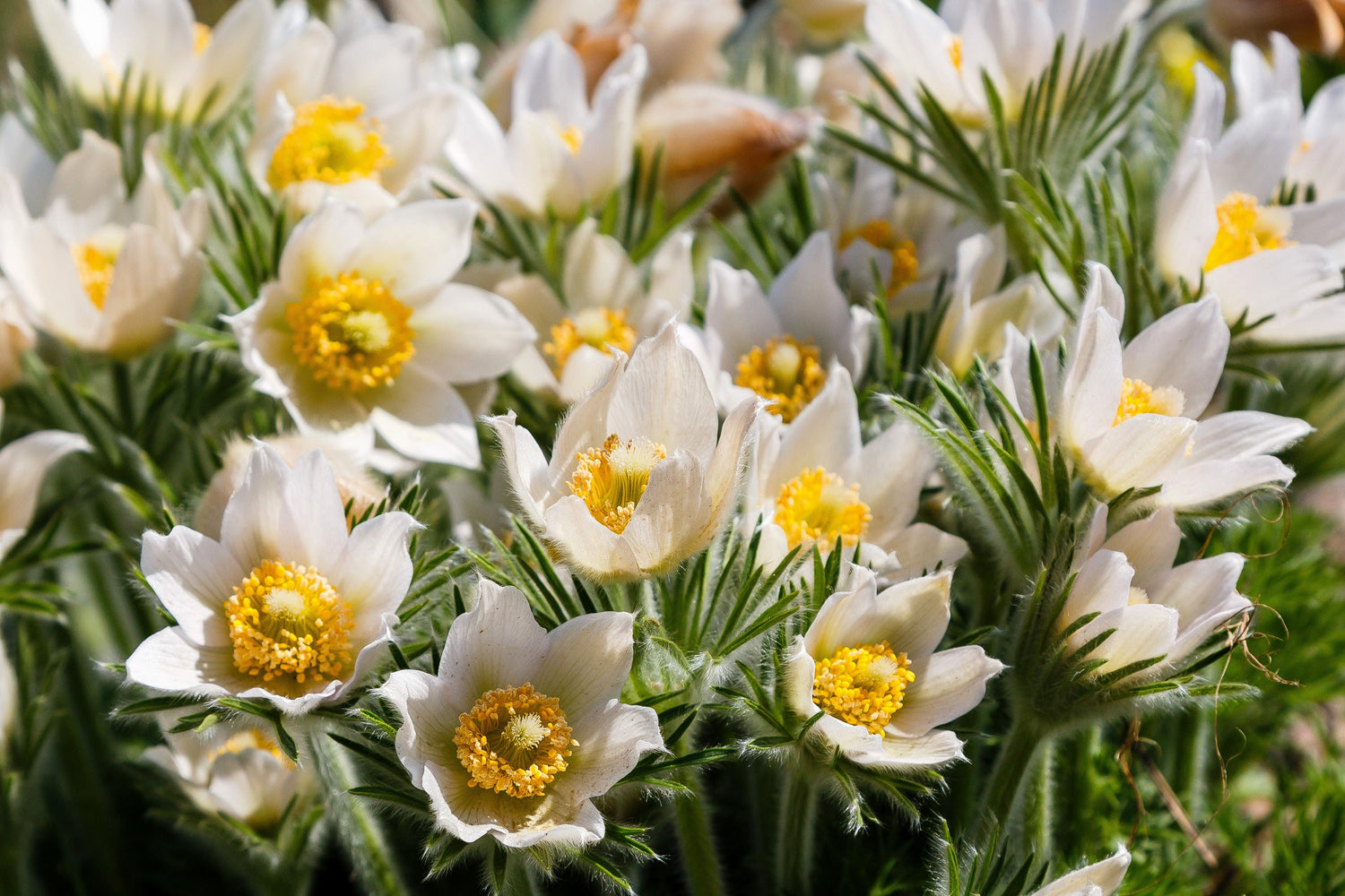 25 semillas de anémona blanca Pulsatilla vulgaris flor de Pascua