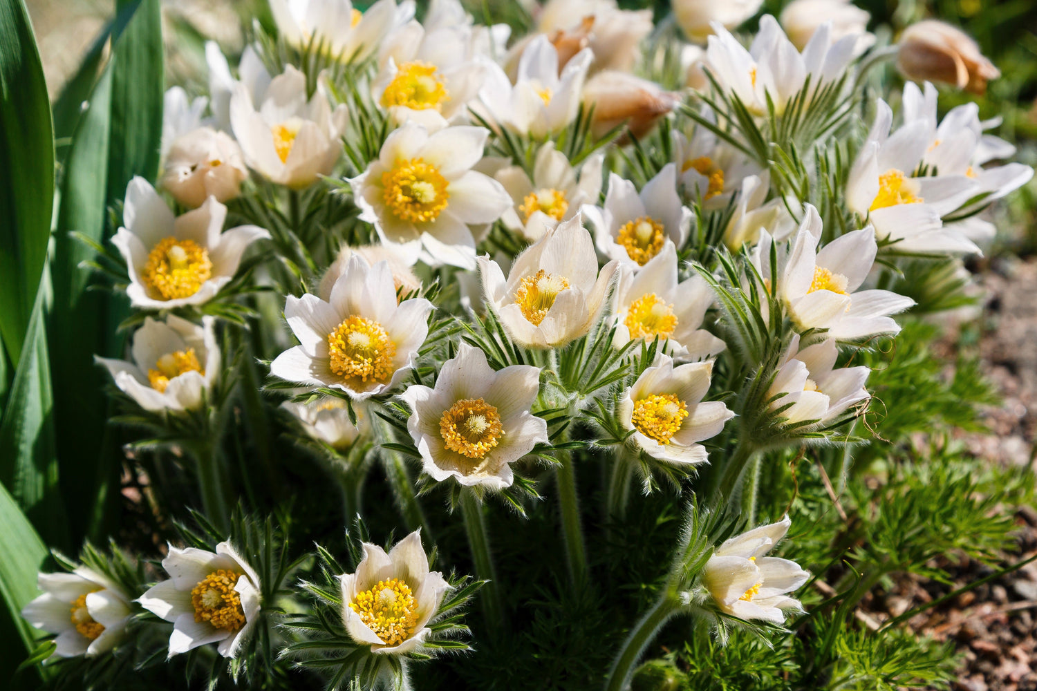 25 semillas de anémona blanca Pulsatilla vulgaris flor de Pascua