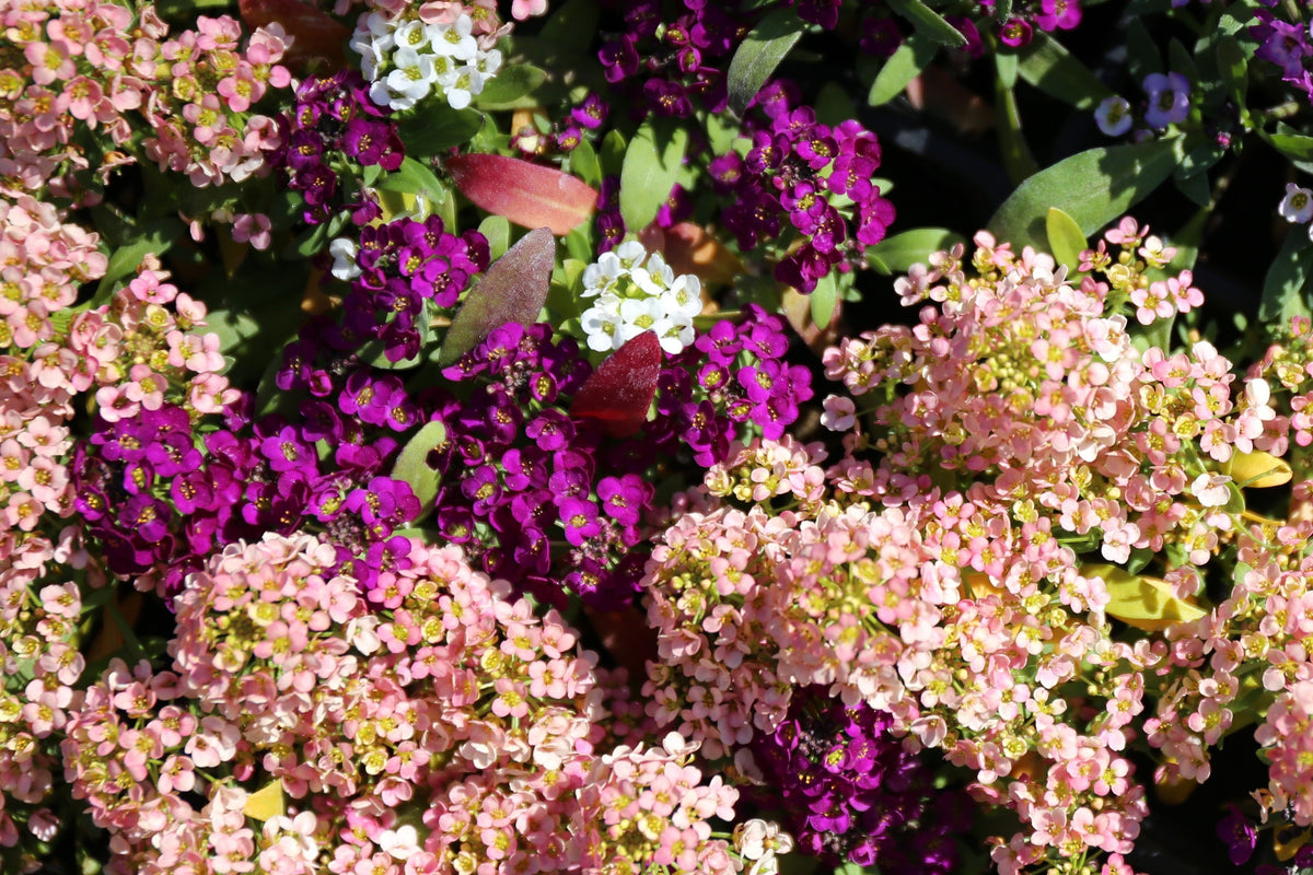 50 semillas de flores de colibrí Easter Bonnet PEACH ALYSSUM Lobularia Maritima