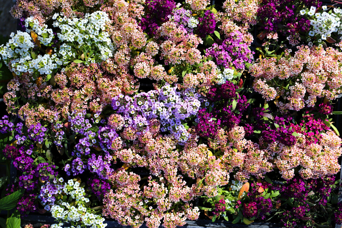 50 semillas de flores de colibrí Easter Bonnet PEACH ALYSSUM Lobularia Maritima