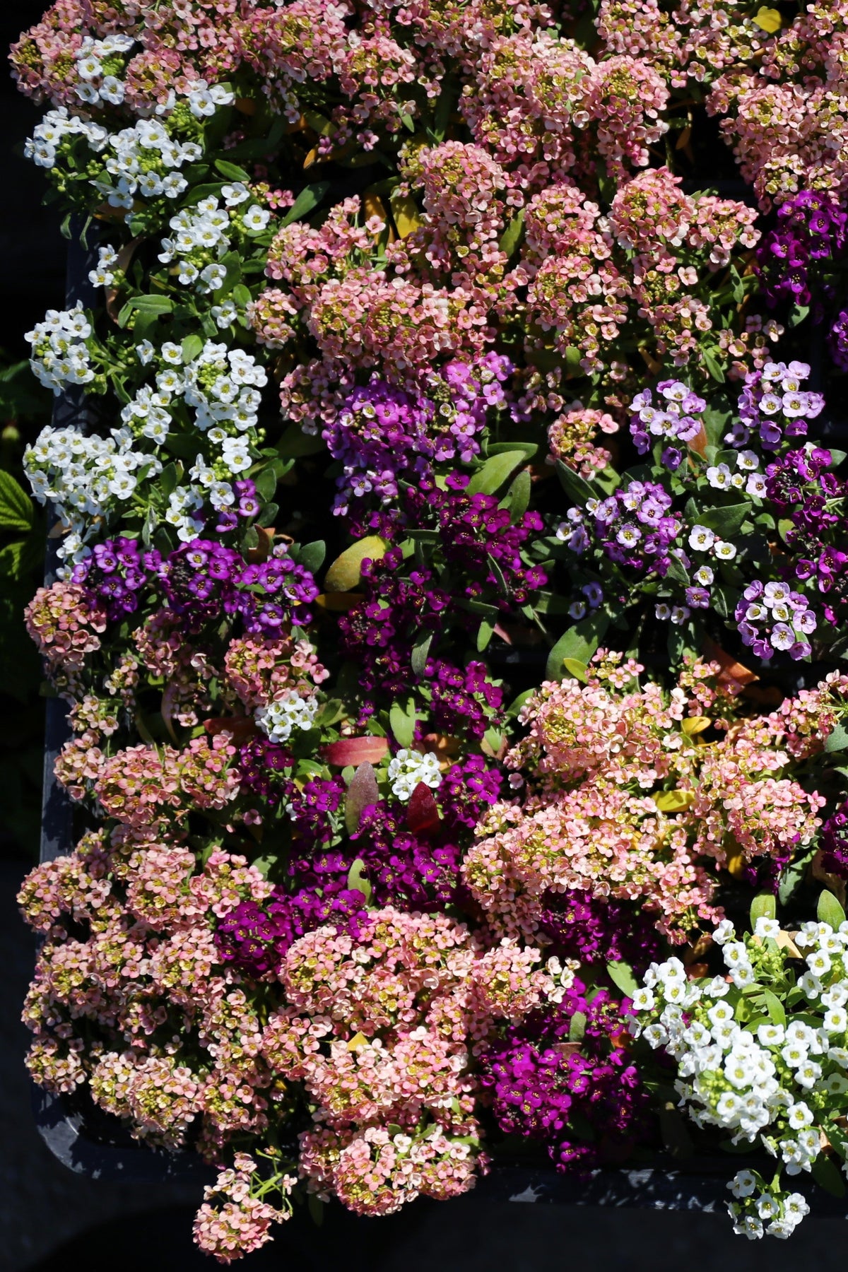 50 semillas de flores de colibrí Easter Bonnet PEACH ALYSSUM Lobularia Maritima