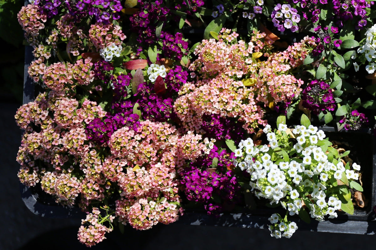 50 semillas de flores de colibrí Easter Bonnet PEACH ALYSSUM Lobularia Maritima