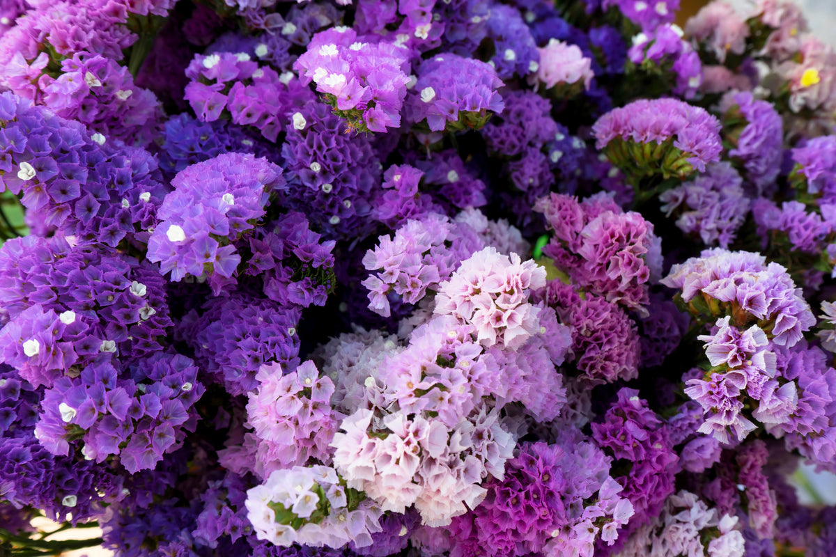 50 Pacific Mix STATICE SINUATA Mixed Colors (Sea Lavender) Limonium Latifolia Flower Seeds
