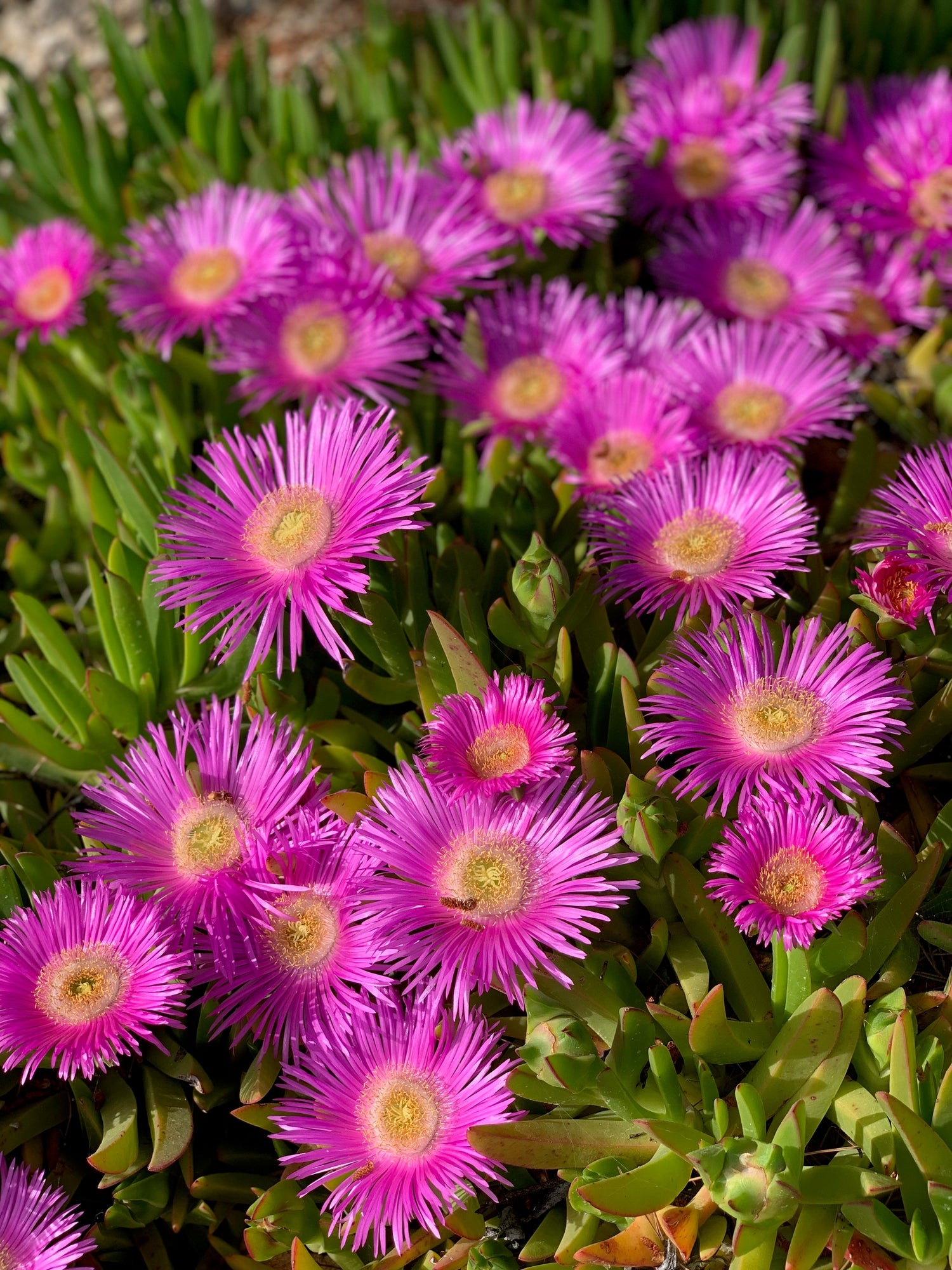25 Semillas de la Planta de Hielo Table Mountain Magenta Fuchsia Delosperma Cooperi, Flor de Alfombra Rosa Resistente