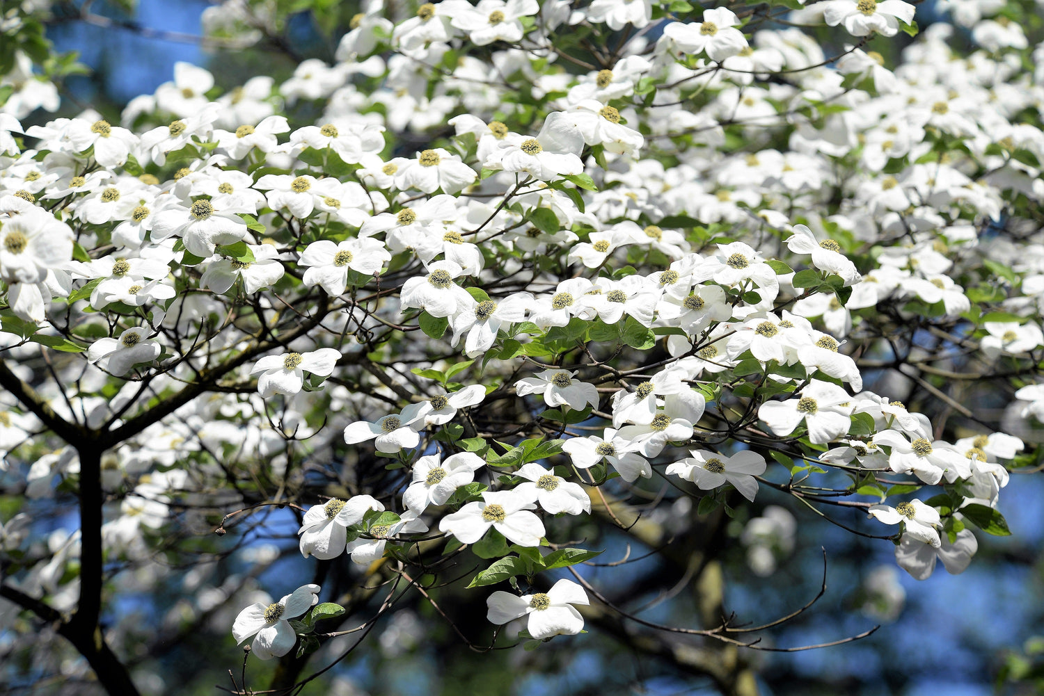 10 American WHITE FLOWERING DOGWOOD Small Tree Cornus Florida Seeds