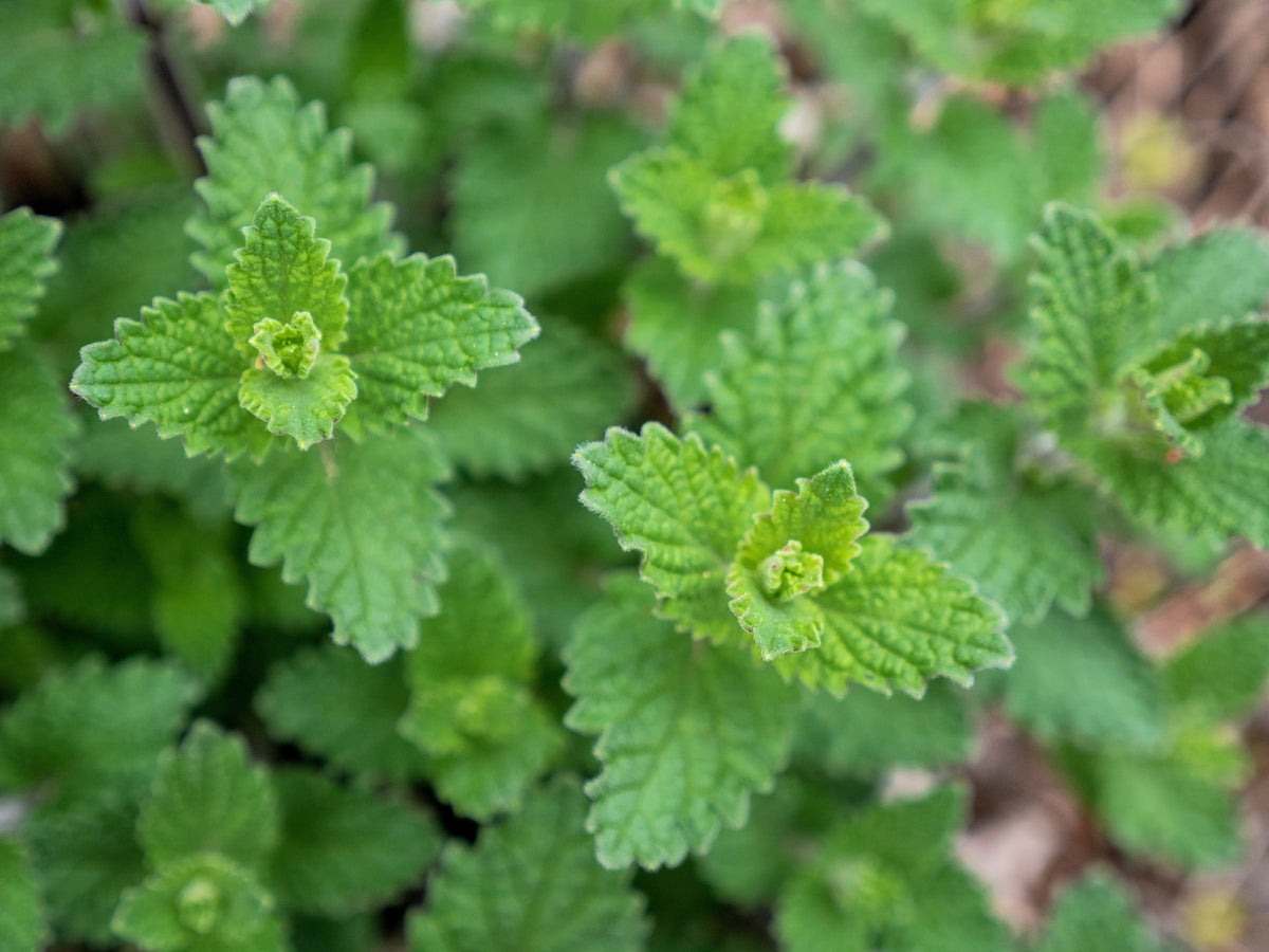50 semillas de flores de hierba gatera azul Nepeta Mussinii