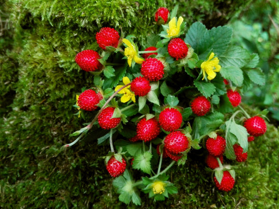50 semillas comestibles de fresa roja falsa Potentilla Indica Duchesnea