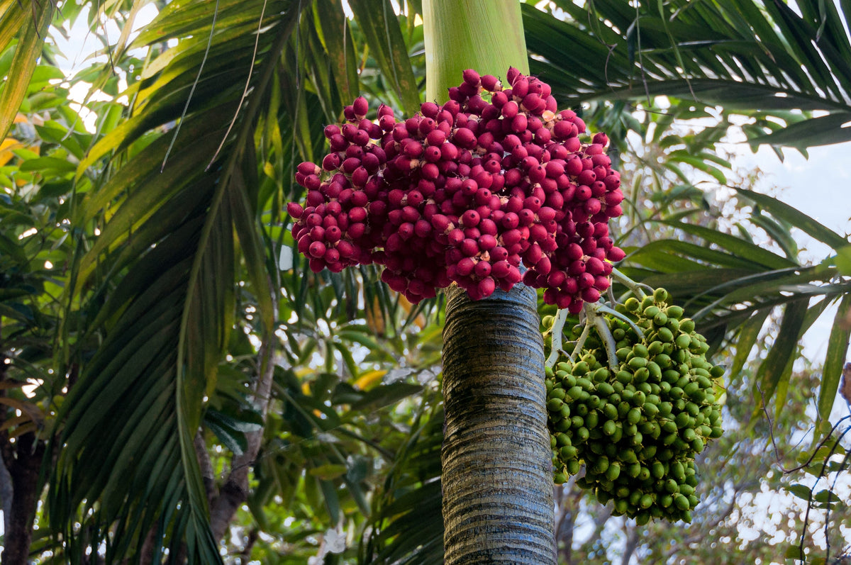 10 semillas de palma real de Florida (Roystonea regia)