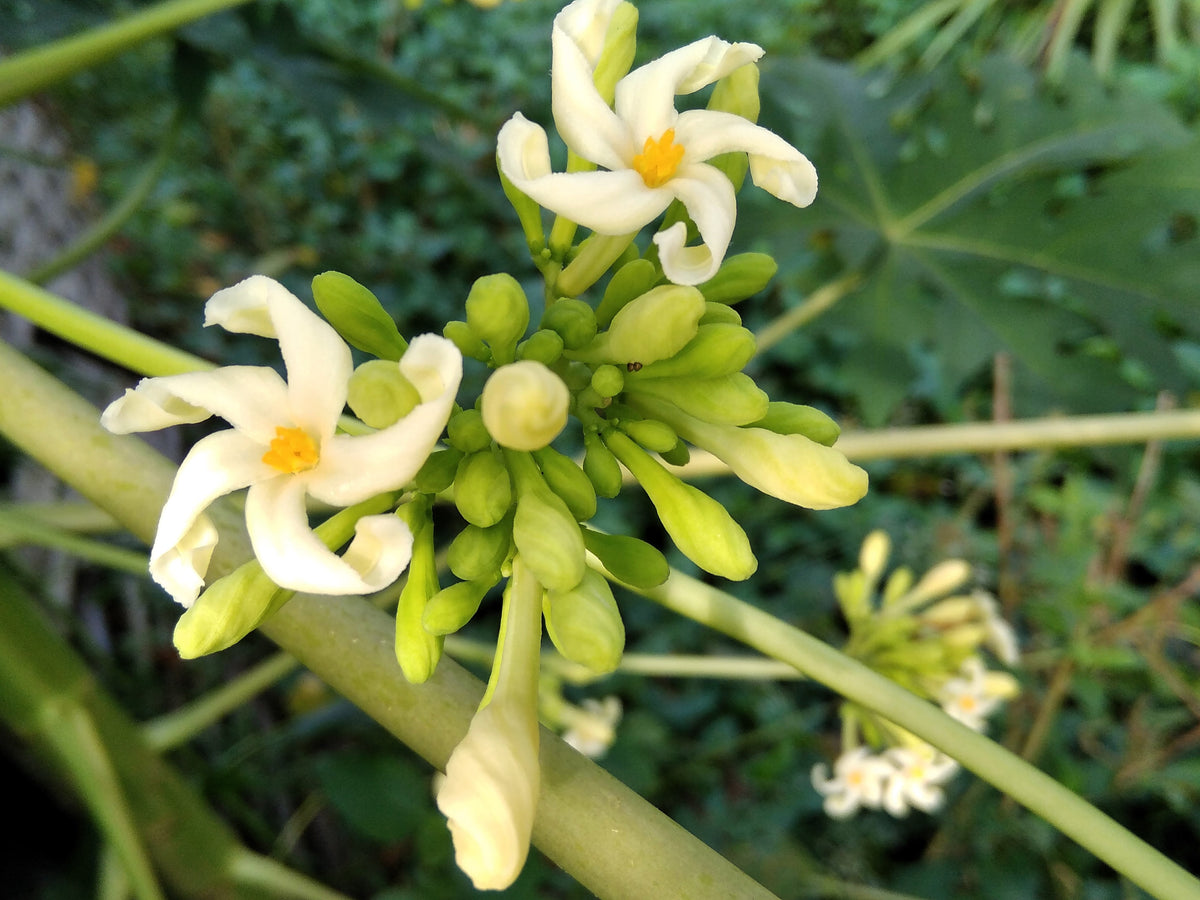 10 semillas de papaya waimanalo enana (árbol frutal hawaiano Carica) para interiores