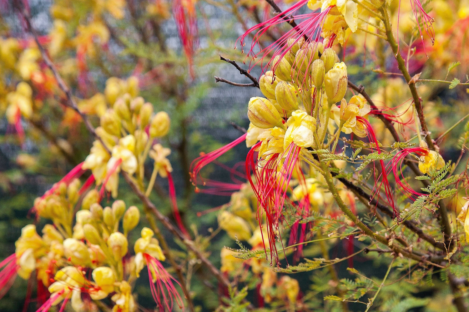 5 semillas de ave del paraíso del desierto, arbusto Caesalpinia Gilliesii Poinciana, flores rojas y amarillas