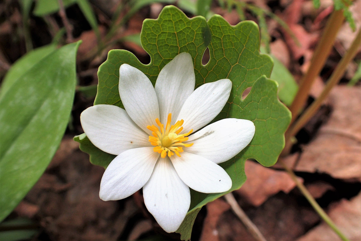 10 semillas de Sanguinaria canadensis, flor de cobertura del suelo de sombra blanca