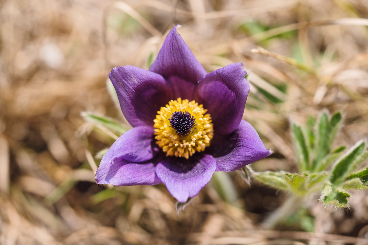 50 semillas de anémona Pulsatilla Chinensis / Flor de PASQUE púrpura china