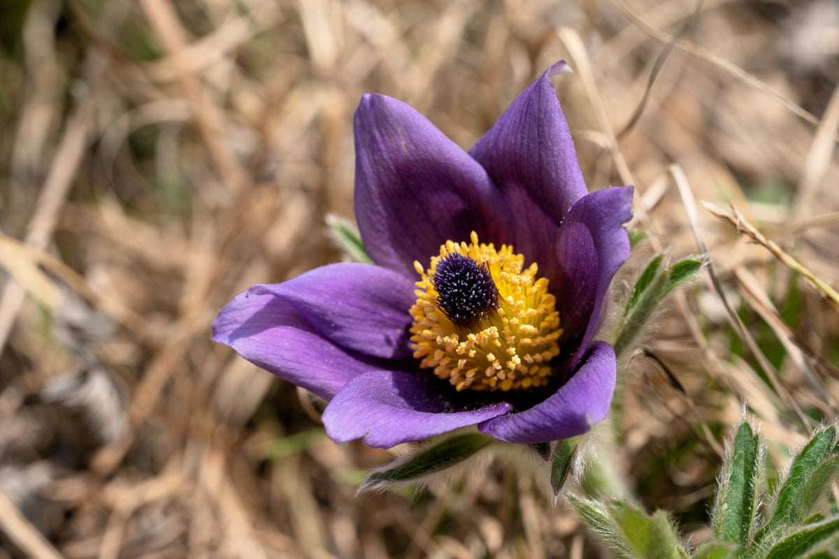 50 semillas de anémona Pulsatilla Chinensis / Flor de PASQUE púrpura china