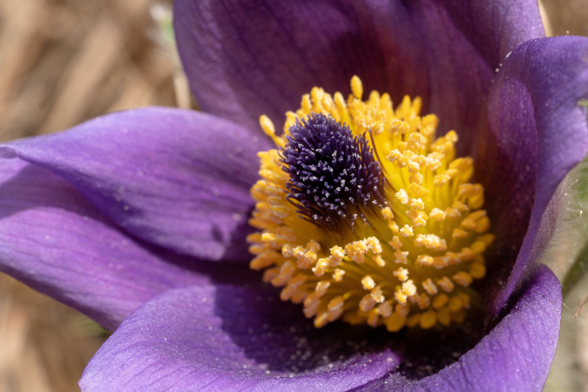 50 semillas de anémona Pulsatilla Chinensis / Flor de PASQUE púrpura china